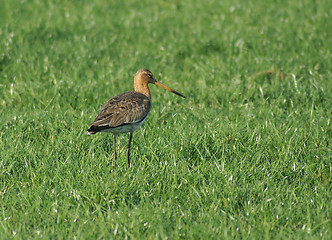 Image showing Black-tailed Godwit