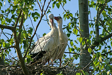 Image showing Storks