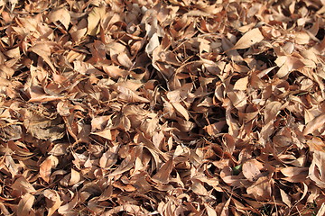 Image showing Autumn Leafs