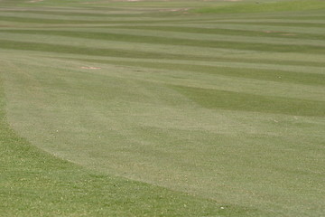Image showing Golf Grass