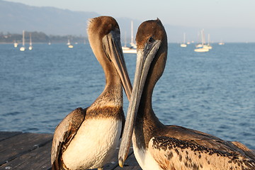 Image showing California Pelicans