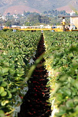 Image showing Strawberry Field