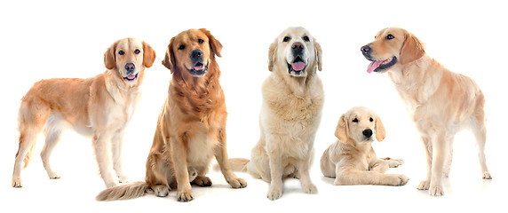 Image showing golden retrievers