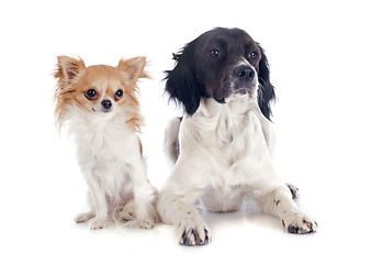 Image showing brittany spaniel and chihuahua