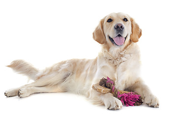 Image showing golden retriever and toys