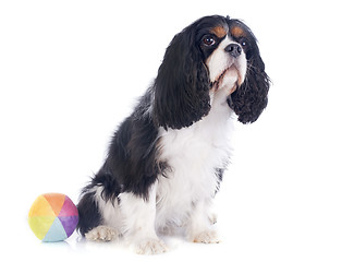 Image showing cavalier king charles