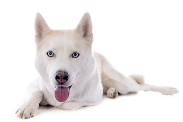 Image showing siberian husky