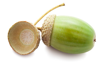 Image showing Acorn