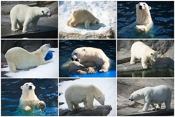 Image showing Polar bears