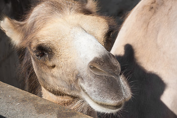 Image showing Camel