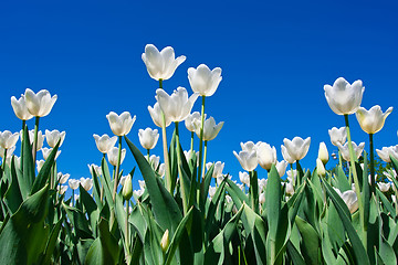 Image showing Tulip flowers