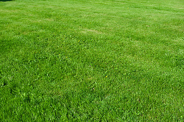 Image showing Green grass