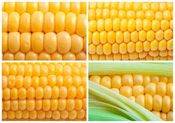 Image showing Corn