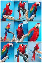 Image showing Ara parrots