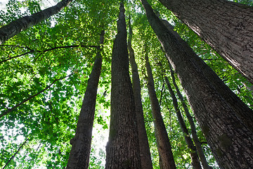 Image showing Green forest