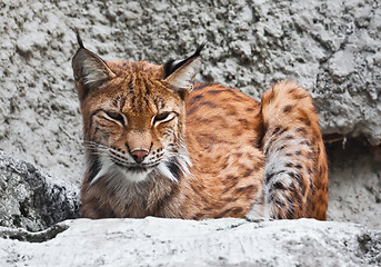 Image showing Lynx