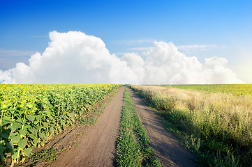 Image showing Road in a sunflower field