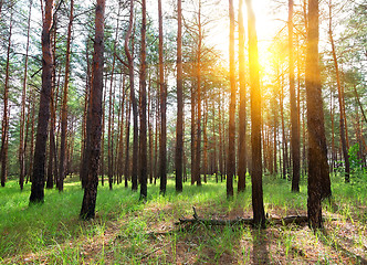 Image showing Sunrise in a pine forest