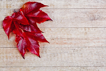 Image showing red autumn leaves 