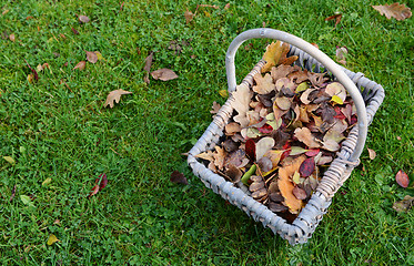 Image showing Woven basket of fall leaves on grass