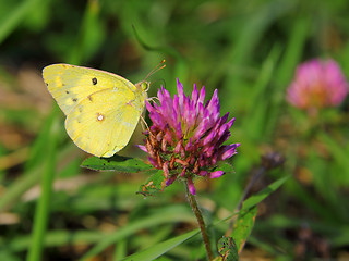 Image showing yellow butterfly butterfly on red  flower