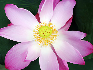 Image showing Flower