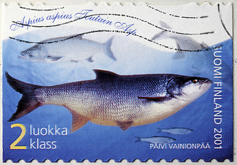 Image showing Asp Fish Stamp