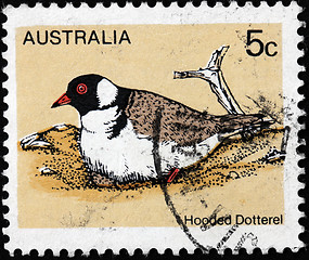 Image showing Hooded Dotterel Stamp