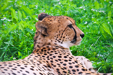 Image showing Cheetah