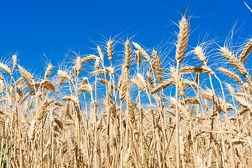 Image showing Wheat field