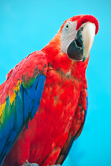 Image showing Ara parrot