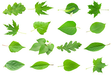 Image showing Green Leaves