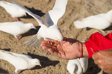 Image showing Feeding doves