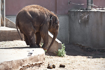 Image showing Elephant