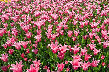 Image showing Tulip flowers