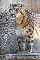 Image showing Snow Leopard