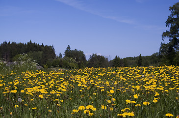 Image showing summer meadows