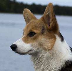 Image showing profile