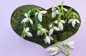 Image showing The first flowers - snowdrops on the background of green moss