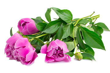 Image showing Flowers and flower buds of peonies at white background.