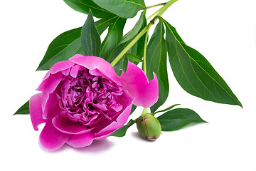 Image showing Flowers and flower buds of peonies at white background.