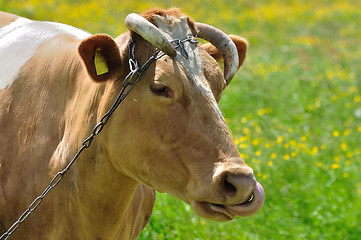 Image showing Cow in a pasture