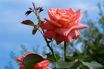 Image showing Beautiful blossoming rose against the blue sky.