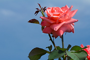 Image showing Beautiful blossoming rose against the blue sky.