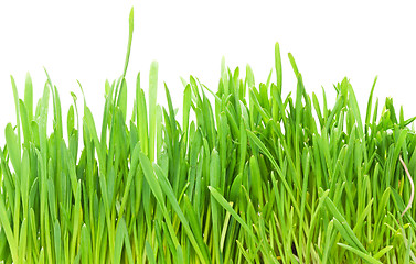 Image showing Green grass