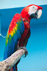 Image showing Ara parrot