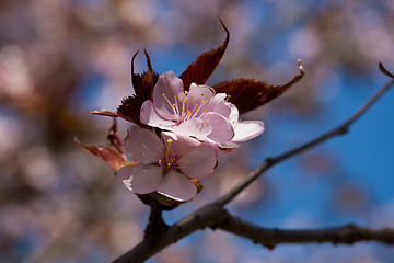 Image showing Cherry blossom