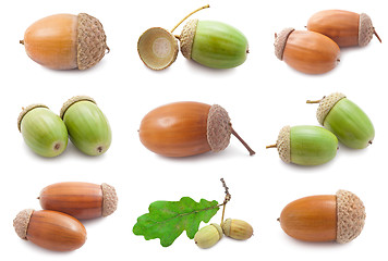 Image showing Acorns