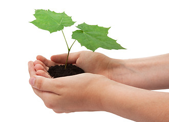 Image showing Tree in hands