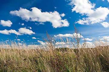 Image showing Meadow